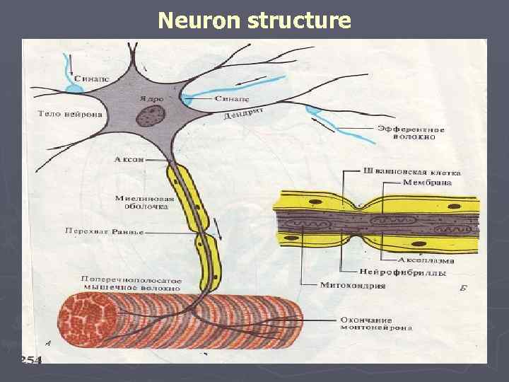 Neuron structure 
