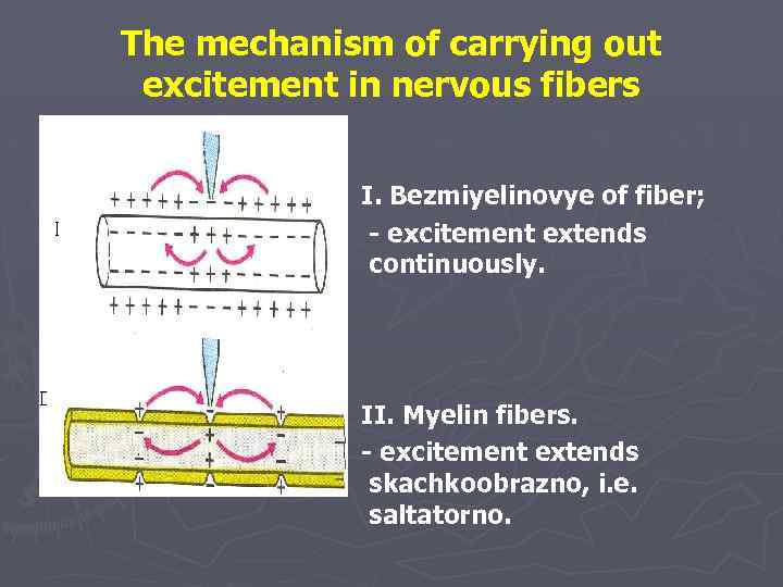 The mechanism of carrying out excitement in nervous fibers I. Bezmiyelinovye of fiber; -