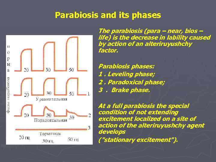 Parabiosis and its phases The parabiosis (para – near, bios – life) is the