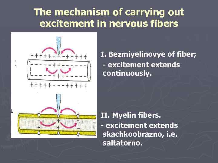 The mechanism of carrying out excitement in nervous fibers I. Bezmiyelinovye of fiber; -