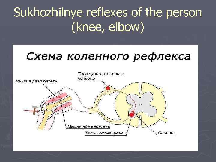 Sukhozhilnye reflexes of the person (knee, elbow) 