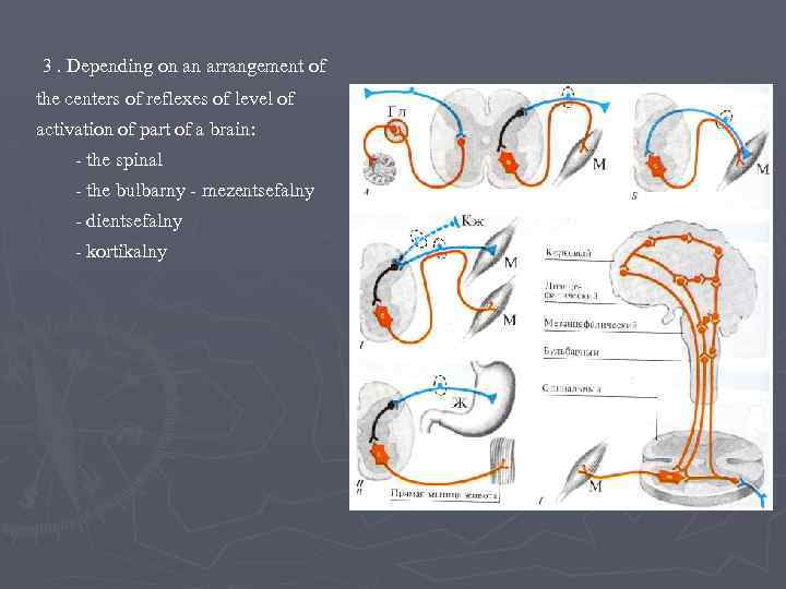 3. Depending on an arrangement of the centers of reflexes of level of activation