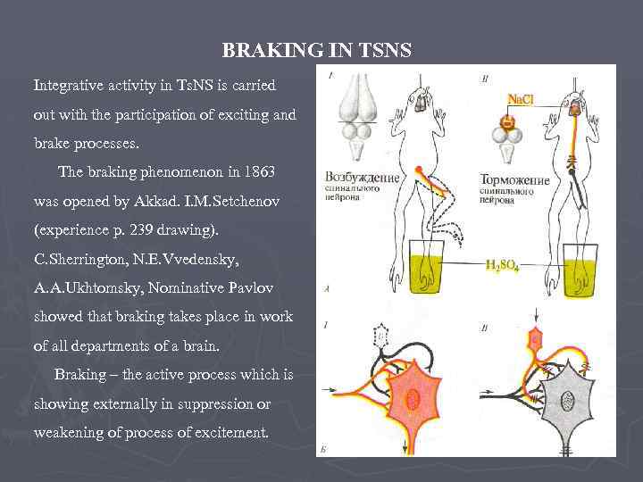 BRAKING IN TSNS Integrative activity in Ts. NS is carried out with the participation