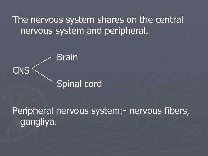 The nervous system shares on the central nervous system and peripheral. Brain CNS Spinal