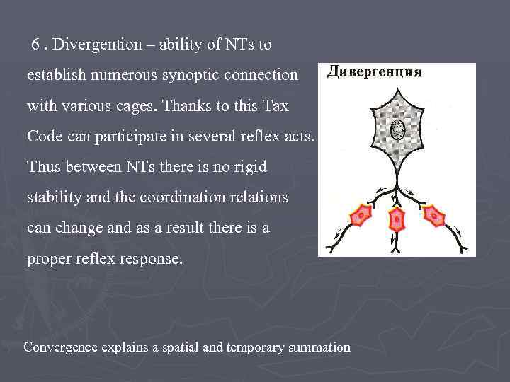 6. Divergention – ability of NTs to establish numerous synoptic connection with various cages.