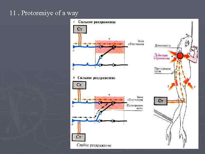 11. Protoreniye of a way 