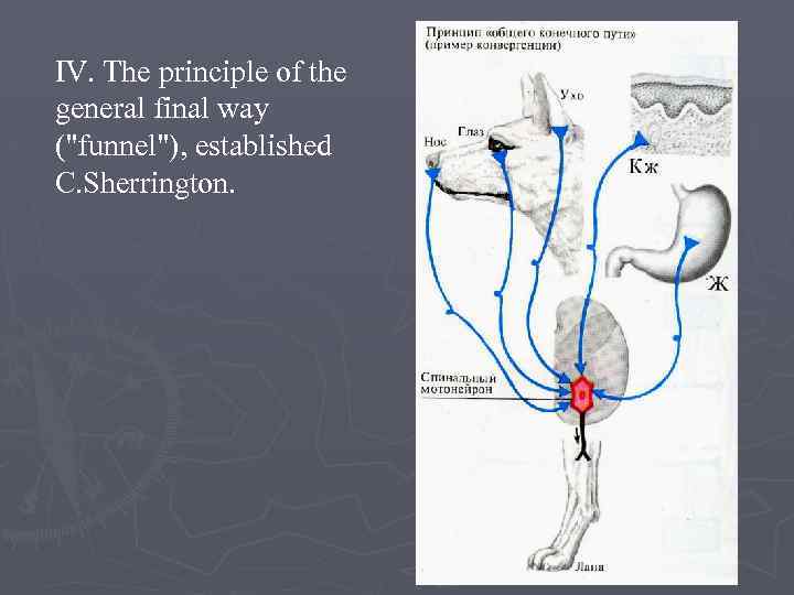 IV. The principle of the general final way ("funnel"), established C. Sherrington. 