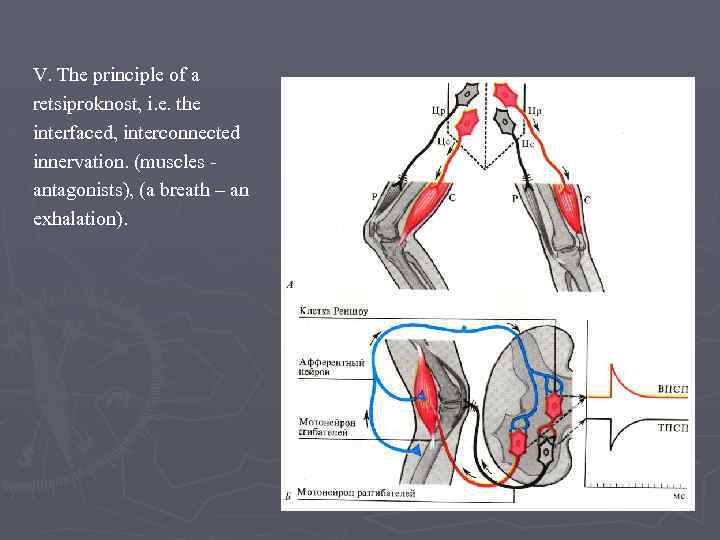 V. The principle of a retsiproknost, i. e. the interfaced, interconnected innervation. (muscles antagonists),