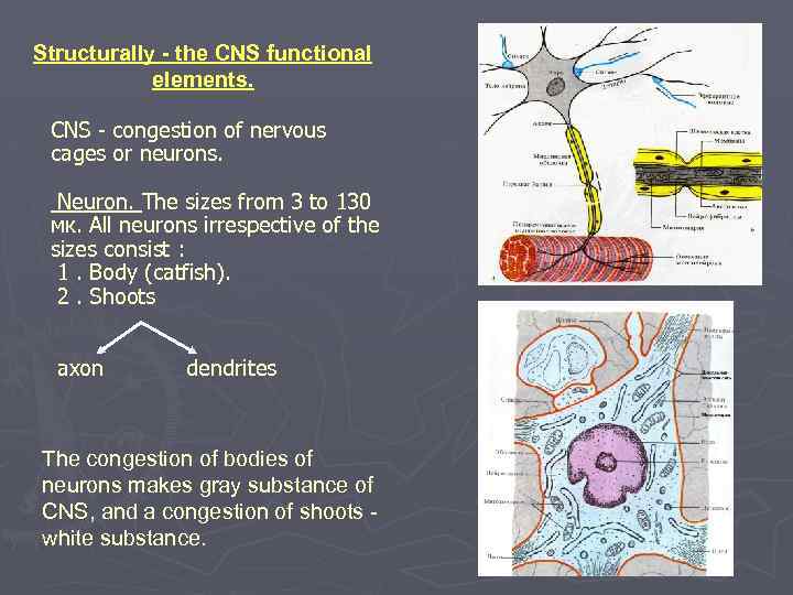 Structurally - the CNS functional elements. CNS - congestion of nervous cages or neurons.