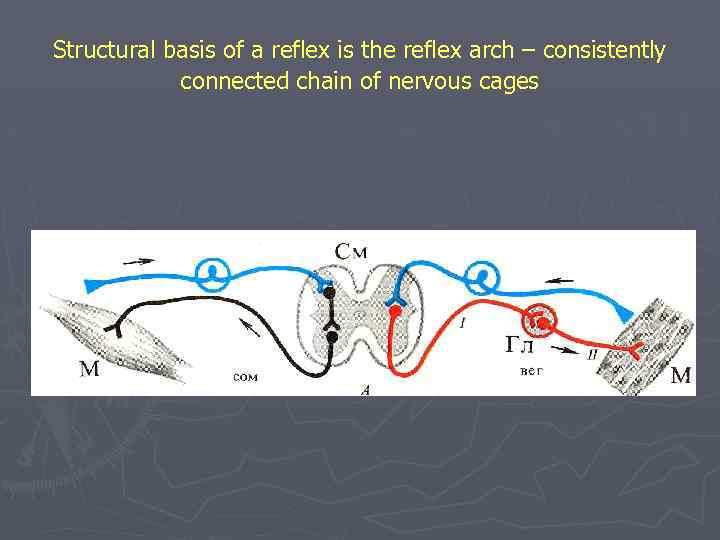 Structural basis of a reflex is the reflex arch – consistently connected chain of