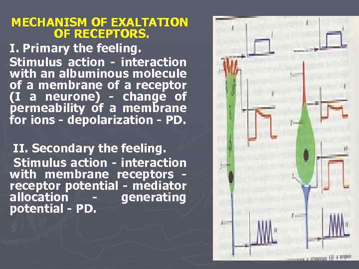 MECHANISM OF EXALTATION OF RECEPTORS. I. Primary the feeling. Stimulus action - interaction with