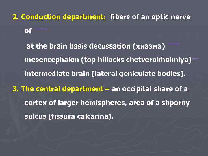 2. Conduction department: fibers of an optic nerve of at the brain basis decussation