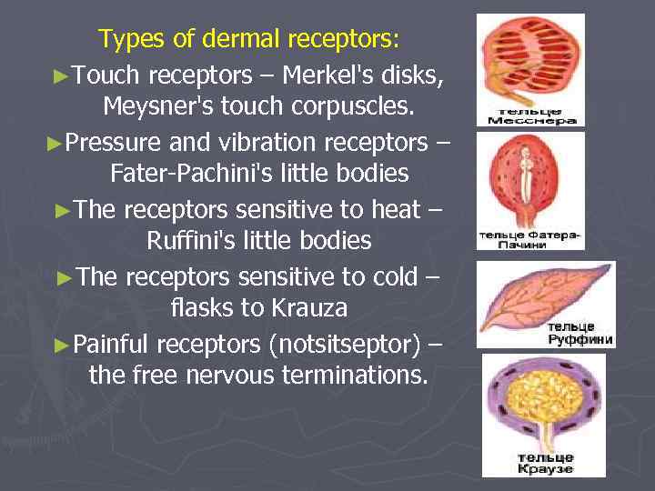 Types of dermal receptors: ►Touch receptors – Merkel's disks, Meysner's touch corpuscles. ►Pressure and