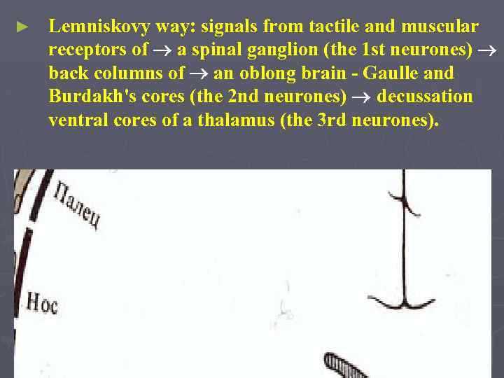 ► Lemniskovy way: signals from tactile and muscular receptors of a spinal ganglion (the