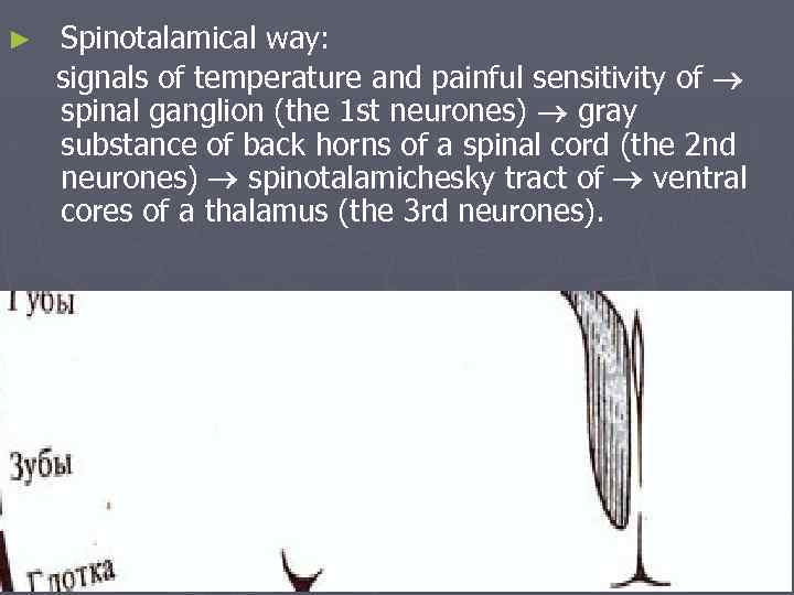 ► Spinotalamical way: signals of temperature and painful sensitivity of spinal ganglion (the 1