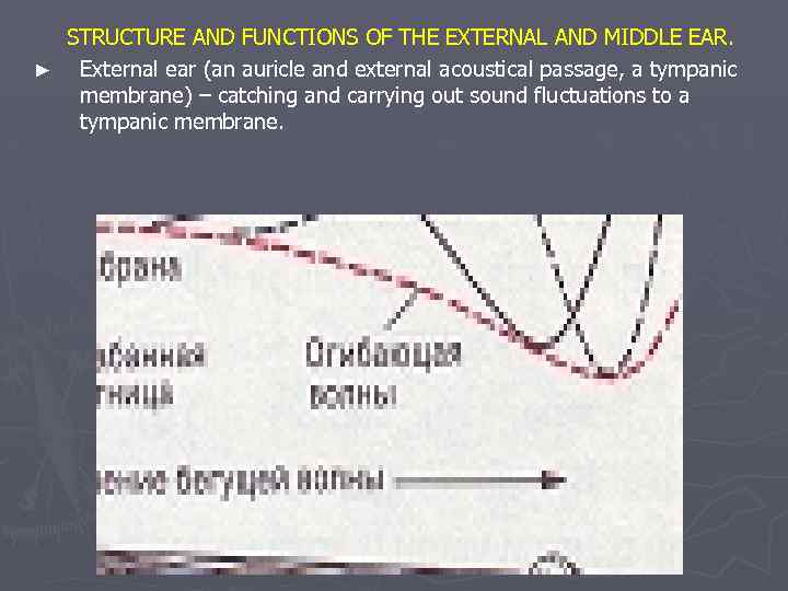 STRUCTURE AND FUNCTIONS OF THE EXTERNAL AND MIDDLE EAR. ► External ear (an auricle