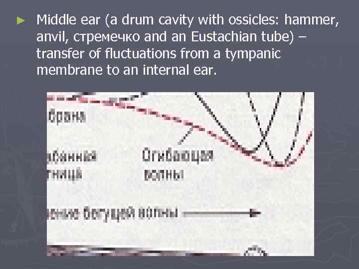 ► Middle ear (a drum cavity with ossicles: hammer, anvil, стремечко and an Eustachian