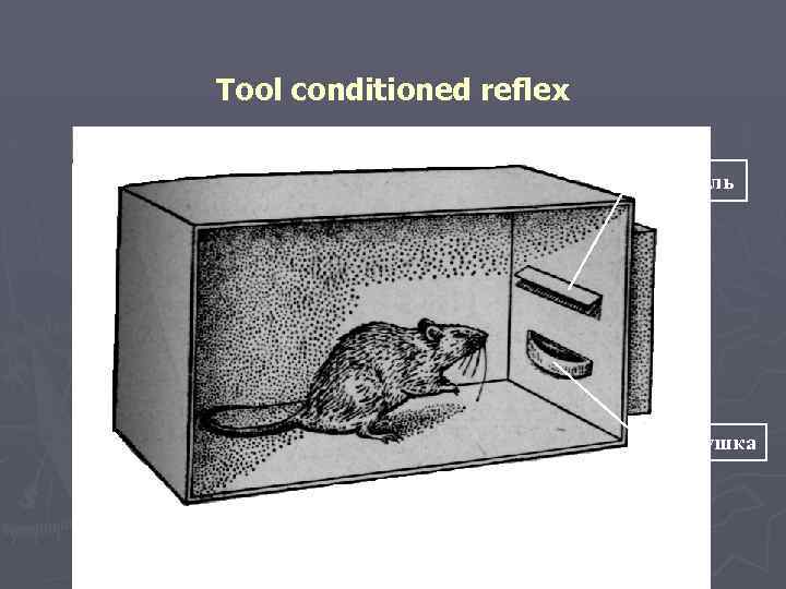 Tool conditioned reflex Педаль Кормушка 