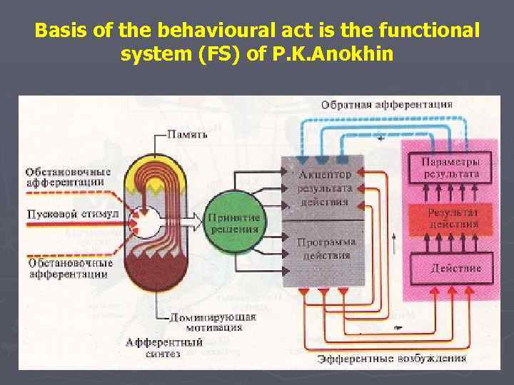 Basis of the behavioural act is the functional system (FS) of P. K. Anokhin