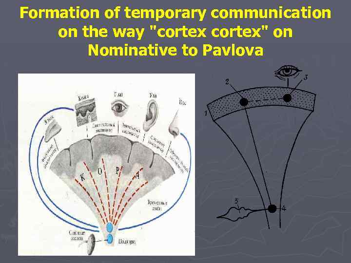 Formation of temporary communication on the way "cortex" on Nominative to Pavlova 