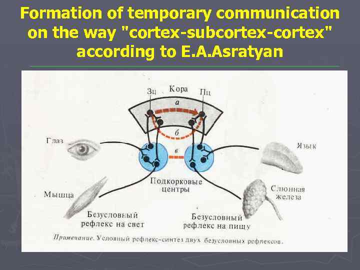 Formation of temporary communication on the way "cortex-subcortex-cortex" according to E. A. Asratyan 