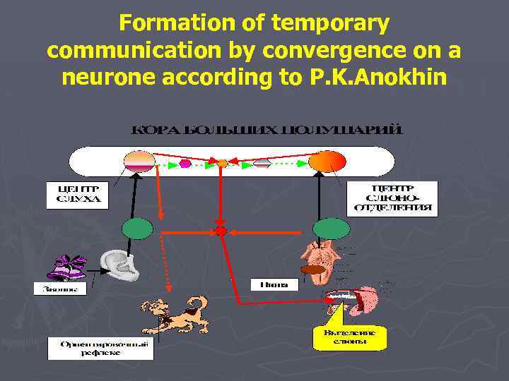 Formation of temporary communication by convergence on a neurone according to P. K. Anokhin