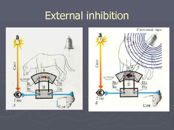 External inhibition 