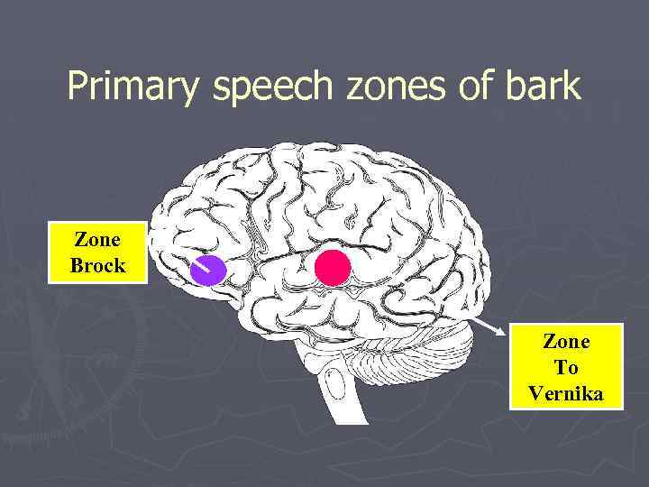 Primary speech zones of bark Zone Brock Zone To Vernika 