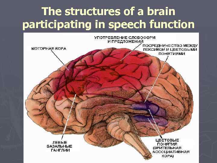 The structures of a brain participating in speech function 