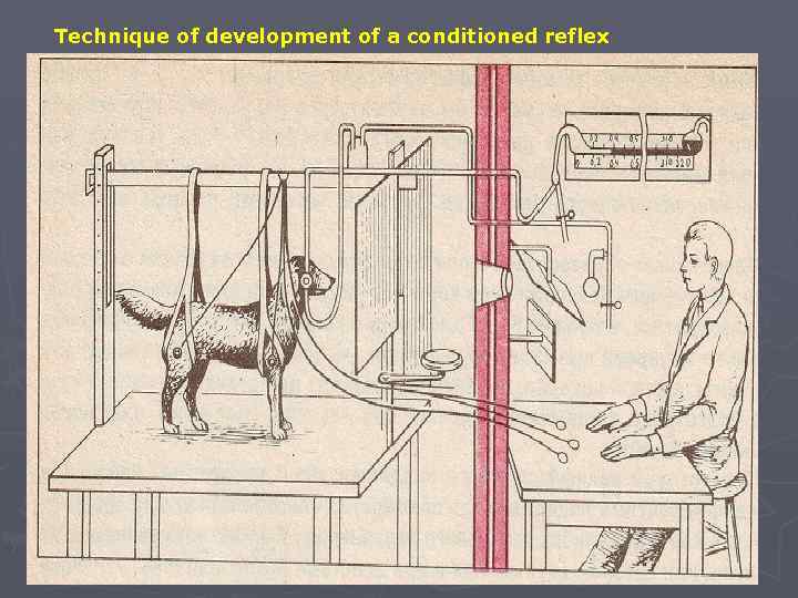 Technique of development of a conditioned reflex 