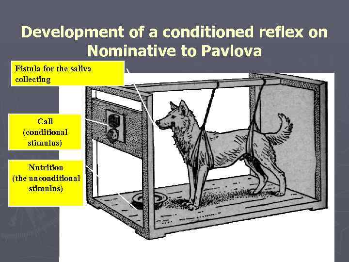 Development of a conditioned reflex on Nominative to Pavlova Fistula for the saliva collecting