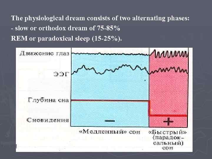 The physiological dream consists of two alternating phases: - slow or orthodox dream of