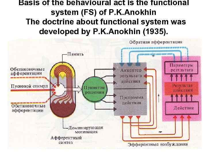 Basis of the behavioural act is the functional system (FS) of P. K. Anokhin