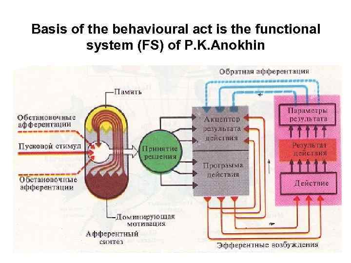 Basis of the behavioural act is the functional system (FS) of P. K. Anokhin