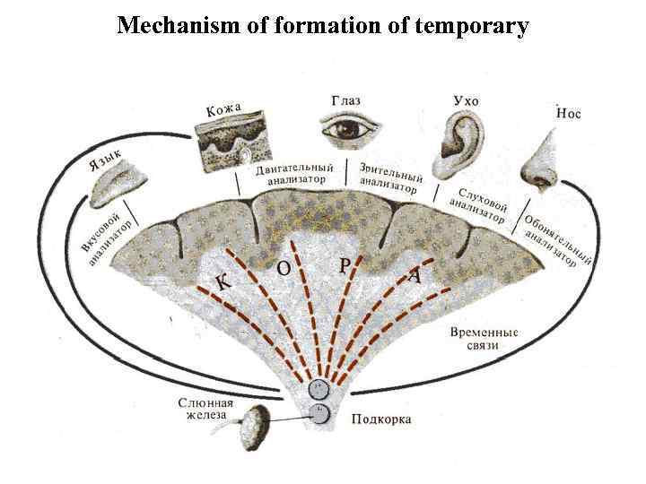Mechanism of formation of temporary communications 