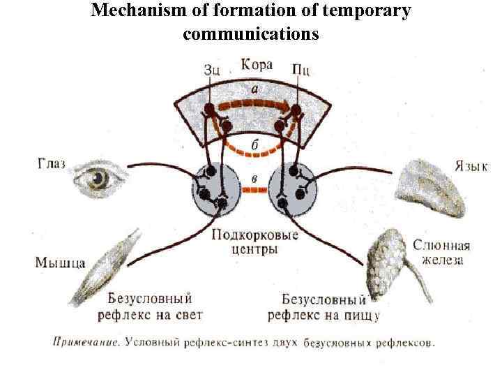 Mechanism of formation of temporary communications 