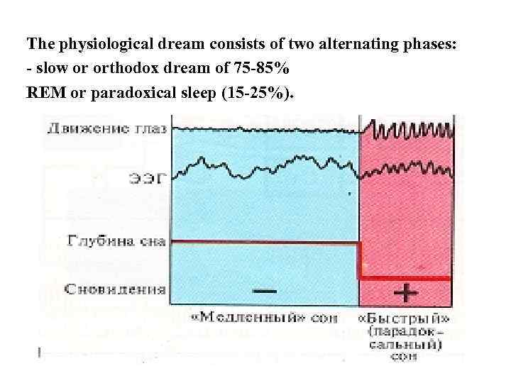 The physiological dream consists of two alternating phases: - slow or orthodox dream of
