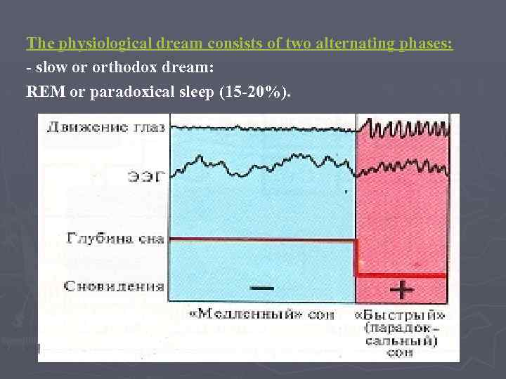 The physiological dream consists of two alternating phases: - slow or orthodox dream: REM