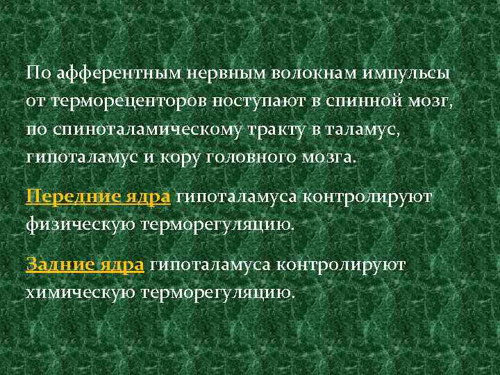 По афферентным нервным волокнам импульсы от терморецепторов поступают в спинной мозг, по спиноталамическому тракту