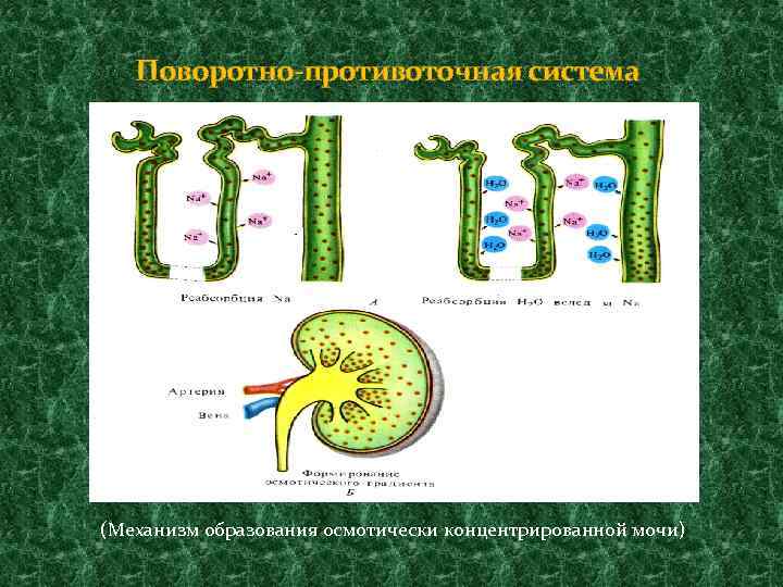 Поворотно-противоточная система (Механизм образования осмотически концентрированной мочи) 