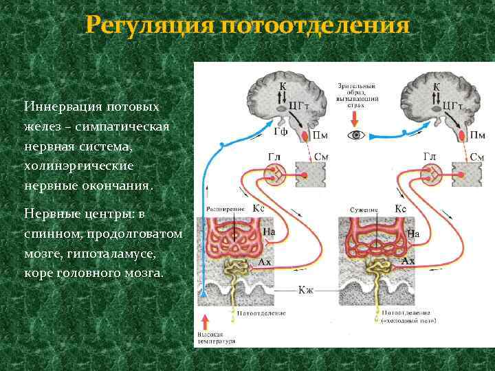 Моторные нервные окончания иннервируют