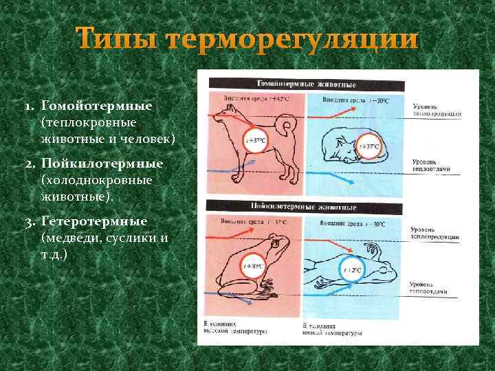 Гомойотермные животные. Терморегуляция у гомойотермных животных. Механизмы терморегуляции у гомойотермных организмов. Механизмы терморегуляции у теплокровных животных. Механизмы температурной регуляции пойкилотермных животных.