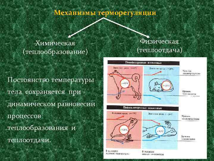 Механизмы терморегуляции Химическая (теплообразование) Постоянство температуры тела сохраняется при динамическом равновесии процессов теплообразования и