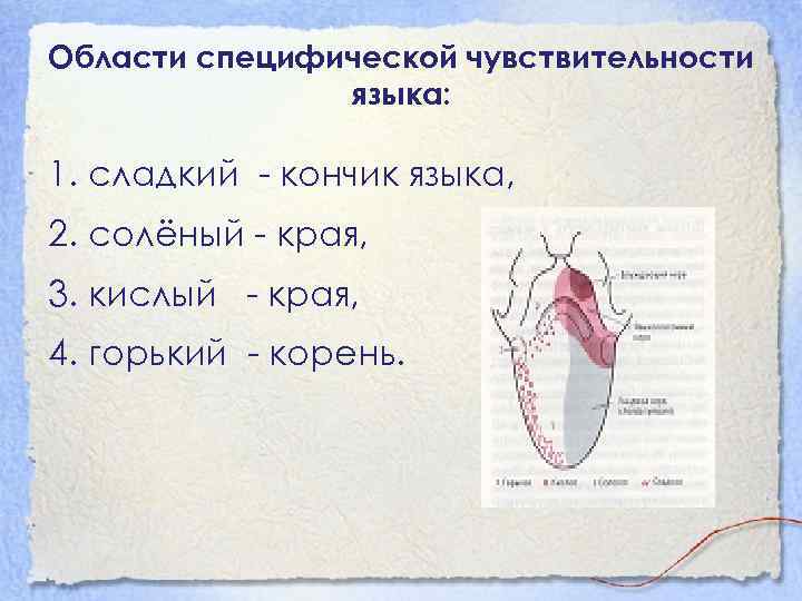 Горько сладкий корень. Области чувствительности языка. Края языка чувствительны к. Чувствительность языка.