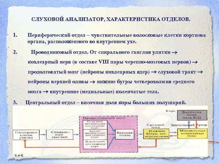 Учение об анализаторах разработано. Отделы анализатора по и. п. Павлову. Учение и.п. Павлова об анализаторах. 2. Учение и. п. Павлова об анализаторах. Слуховой анализатор по Павлову.