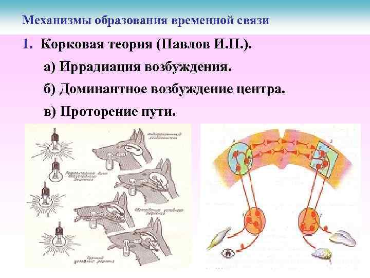Механизмы образования временной связи 1. Корковая теория (Павлов И. П. ). а) Иррадиация возбуждения.