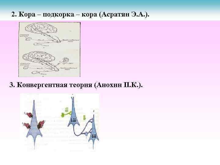 2. Кора – подкорка – кора (Асратян Э. А. ). 3. Конвергентная теория (Анохин
