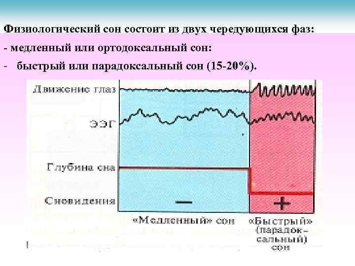 Физиологический сон состоит из двух чередующихся фаз: - медленный или ортодоксальный сон: - быстрый