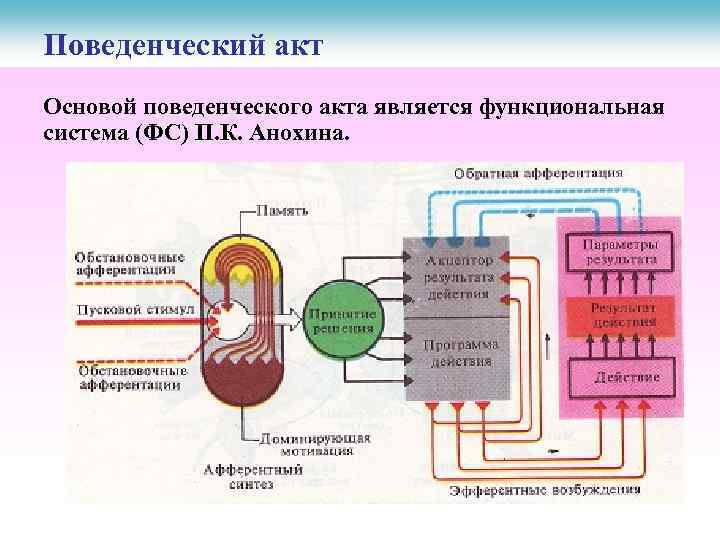 Поведенческий акт Основой поведенческого акта является функциональная система (ФС) П. К. Анохина. 