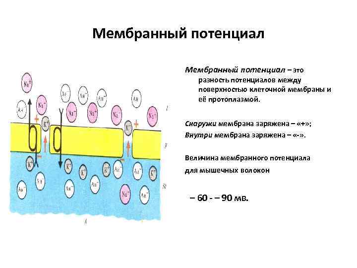 Мембранный потенциал – это разность потенциалов между поверхностью клеточной мембраны и её протоплазмой. Снаружи